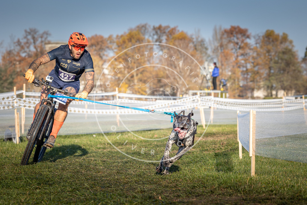 CaniXpix_0L8A4213 | Hundefotografie, Tierfotograf, Pfotenfotografie, Fotoshooting Hund, Hunde Portrait, Hundesport, Hundeportraits, Heideshooting, Hunde, Sportfotograf, Hundefotograf, Turnierhundsport, THS,  - Realisiert mit Pictrs.com