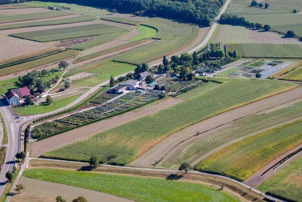 Luftbild: Gartenzeiten Schwarz im Ortsteil Bodersweier in Kehl im Bundesland Baden-Württemberg in Deutschland. – Foto: IMG_20624.jpg vom 31.08.2009 durch Werner Riehm/FLY-FOTO.de – Auflösung des Originals: 4752 x 3168 px – Gartenzeiten Schwarz
