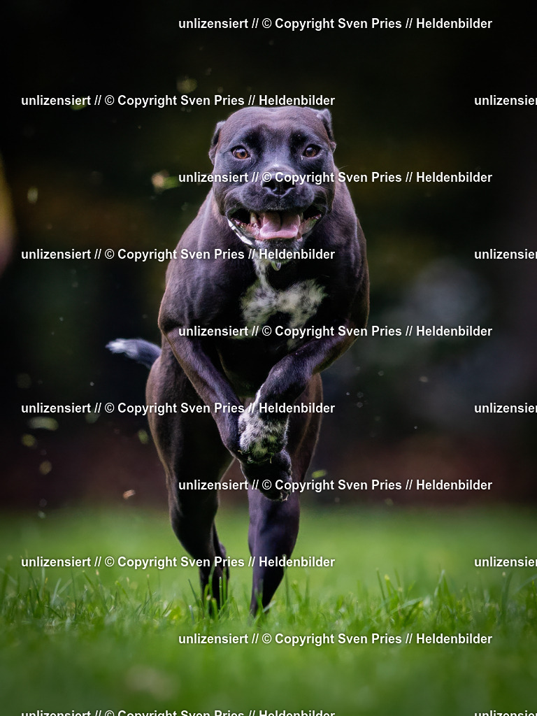 Sven Pries | 2024-10-19 - Hunderennen Ober-Grombach - Realisiert mit Pictrs.com