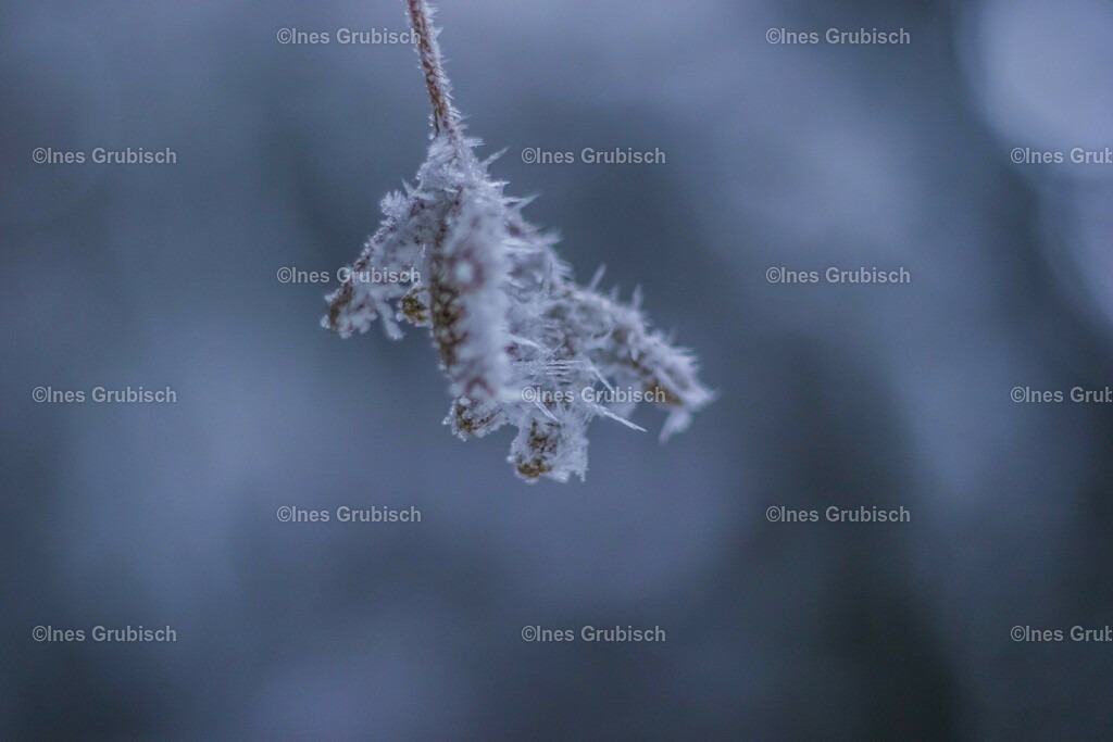 Hasel mit Eiskristallen | Lila Lubbenbomm - Artwork by Ines Grubisch - Realisiert mit Pictrs.com