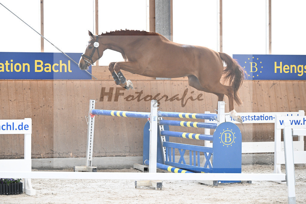 Kat-Nr. 57 Zauberwald v. Talent Charboniere_Bray_5251677 | hf-fotografie - Realisiert mit Pictrs.com