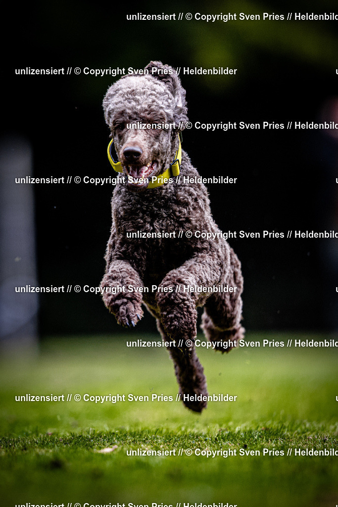 Sven Pries | 2025-10-03 - Hunderennen Obergrombach - Realisiert mit Pictrs.com