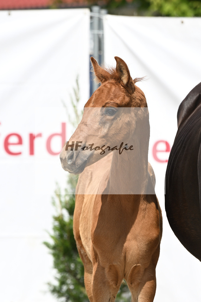 Viva Vegas x Top Gear_HF_Leder_12250452 | hf-fotografie - Realisiert mit Pictrs.com