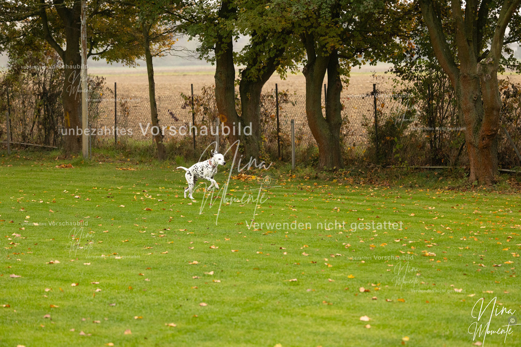 _16A0503 | Einzigartige Fotos von Hunden & Menschen –Actionfotos, Portraits, Vereinsaufnahmen & Paarshootings – authentisch, lebendig & mit Herz.