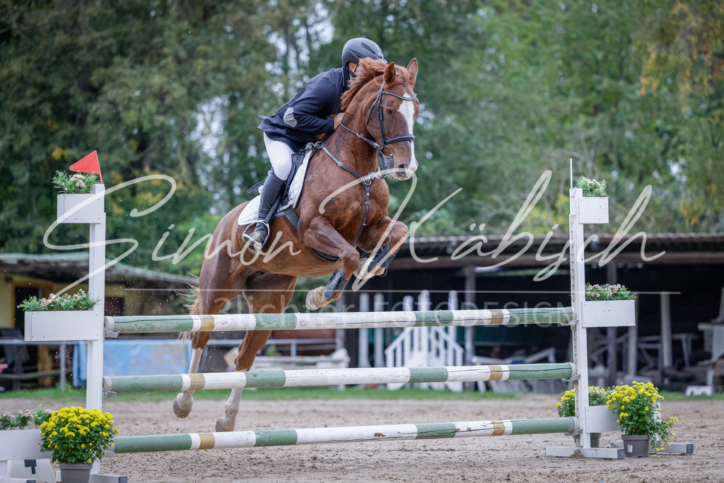 20251012-_3LI5069 | Tierfotografie Pferde, Hunde, Katzen, Haustiere.
Turnierfotografie Reitturniere, Reiten, Springreiten, Dressur in Hanau, dem Main-Kinzig-Kreis und dem Rhein-Main- Gebiet um Frankfurt