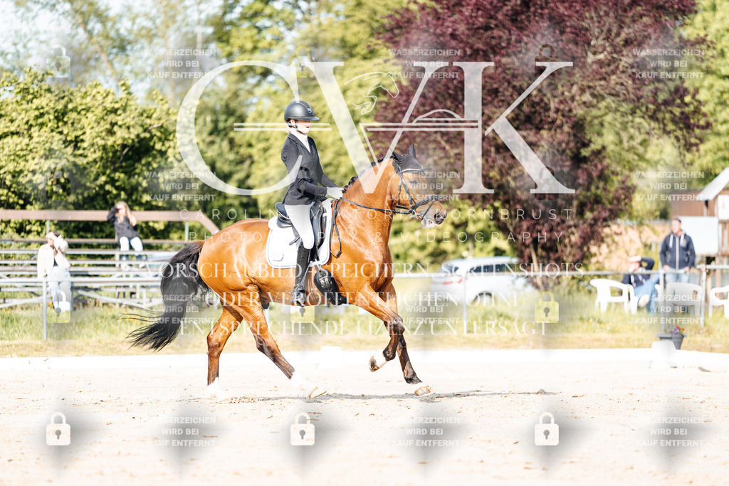 CK900127 | Turnierfotografie Pferdefotografie Trier Rheinland-Pfalz Pferdesport Reitsport Tierfotografie Sportfotografie Pferdevideo Pferdevideografie Equestrianvideography equestrianphotography  - Realisiert mit Pictrs.com