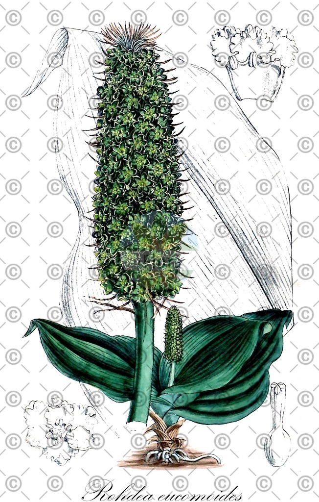 HistAbb_wfo-4000033426_1_ENZY_Simple | Historische Abbildung von Rohdea eucomoides - Asparagaceae | Historical Illustration of Rohdea eucomoides - Asparagaceae