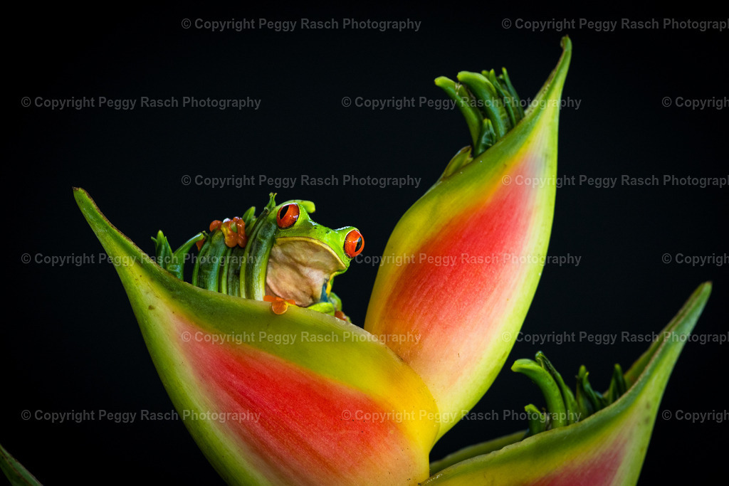 Frösche_Observatory_Lodge_groß (18 von 62) | PeggyRaschPhotography - Realisiert mit Pictrs.com