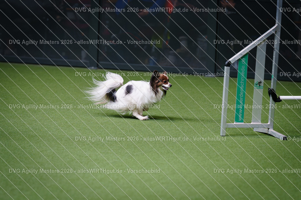 allesWIRTHgut_Tierfotografie-DVG_Agility_Masters_2026-12_27-7R508325 | Professionelle Tierfotografie in Mönchengladbach von Daniel Wirth (allesWIRTHgut). Liebevolle & natürliche Bilder von Hunden & Katzen für unvergessliche Erinnerungen.