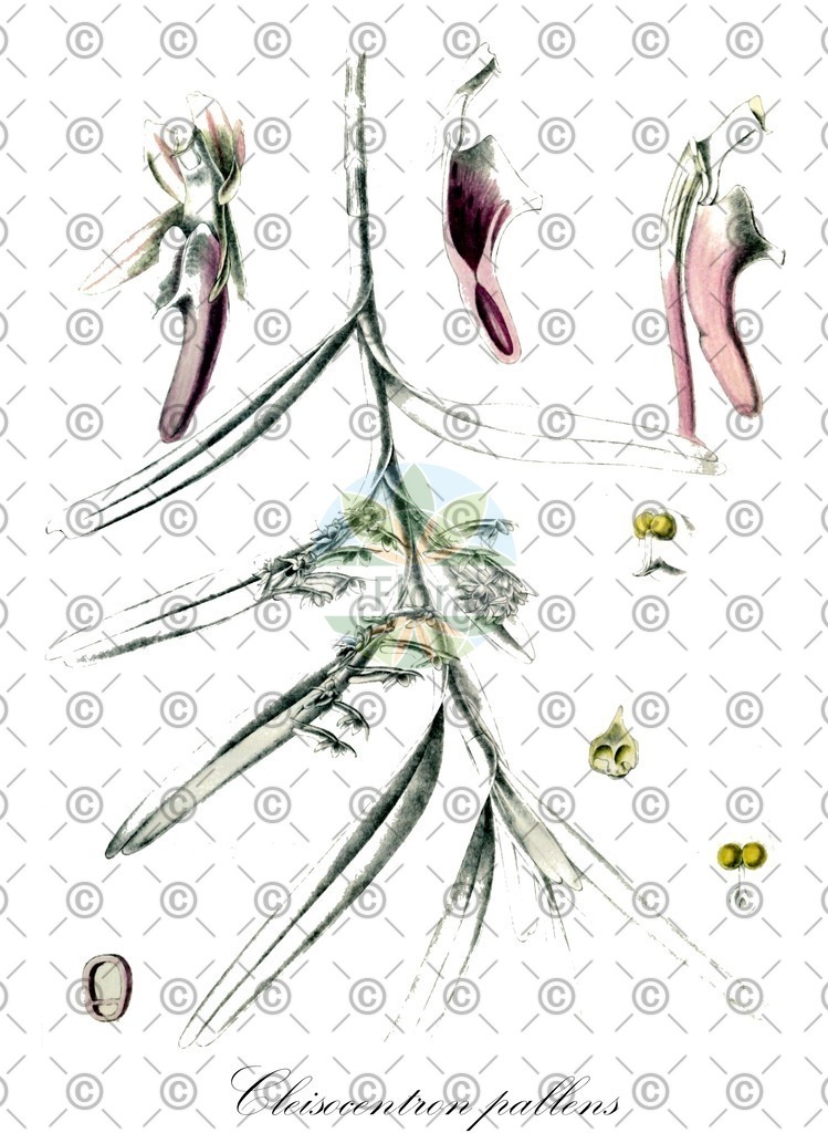 HistAbb_wfo-0000873007_2_ENZY_Simple | Historische Abbildung von Cleisocentron pallens - Orchidaceae | Historical Illustration of Cleisocentron pallens - Orchidaceae