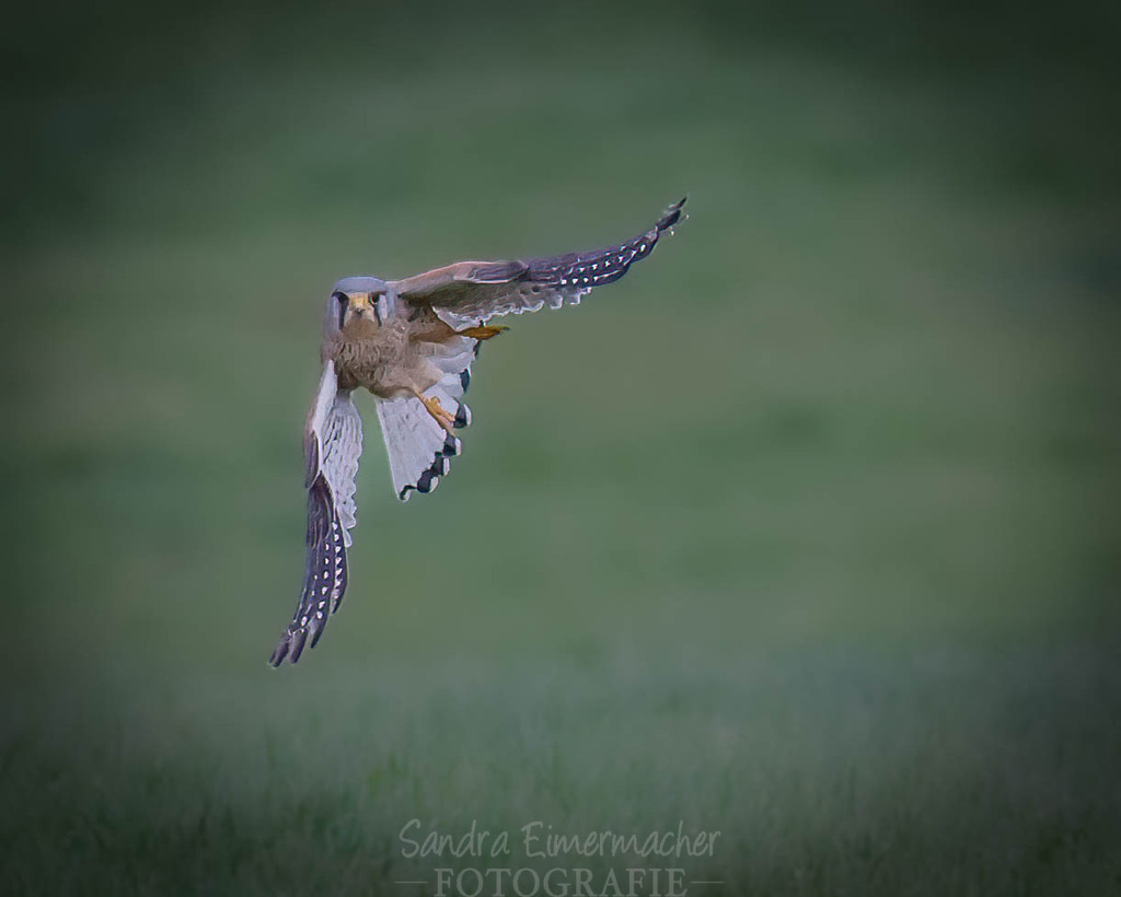 Turmfalke im Anflug | Sich an die einzigartigen Momente der Natur und Landschaft sowie die Begegnung mit heimischen wilden Tieren zu erinnern, dies kann man anhand den Bilder der Natur und Landschaftsfotografin Sandra Eimermacher.  - Realisiert mit Pictrs.com