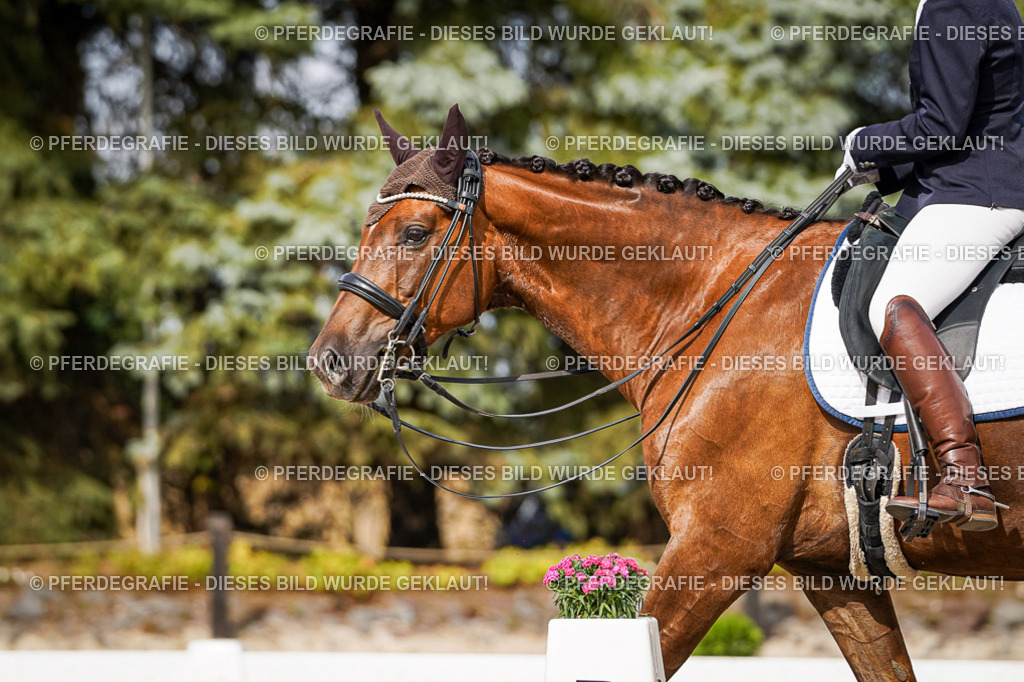 DSC07012 | Pferdegrafie