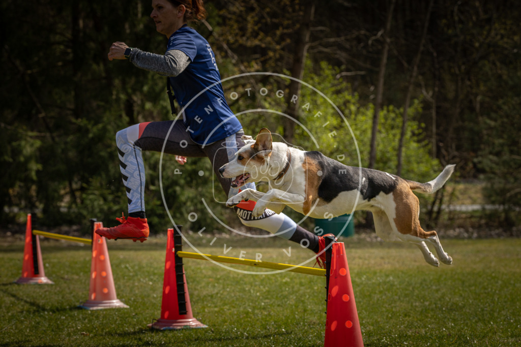 Pfotenfotografie_DV3A3637 | Hundefotografie, Tierfotograf, Pfotenfotografie, Fotoshooting Hund, Hunde Portrait, Hundesport, Hundeportraits, Heideshooting, Hunde, Sportfotograf, Hundefotograf, Turnierhundsport, THS,  - Realisiert mit Pictrs.com