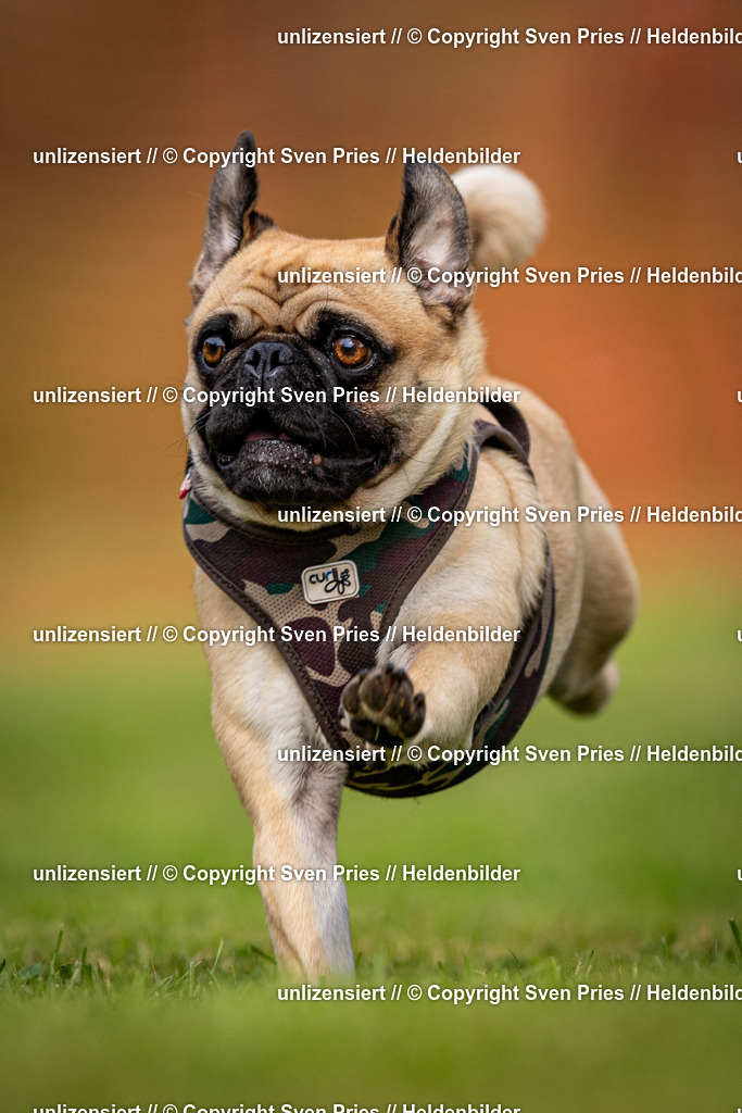 Sven Pries | 2024-09-22 - Hunderennen Baden-BadenPudelverein - Realisiert mit Pictrs.com