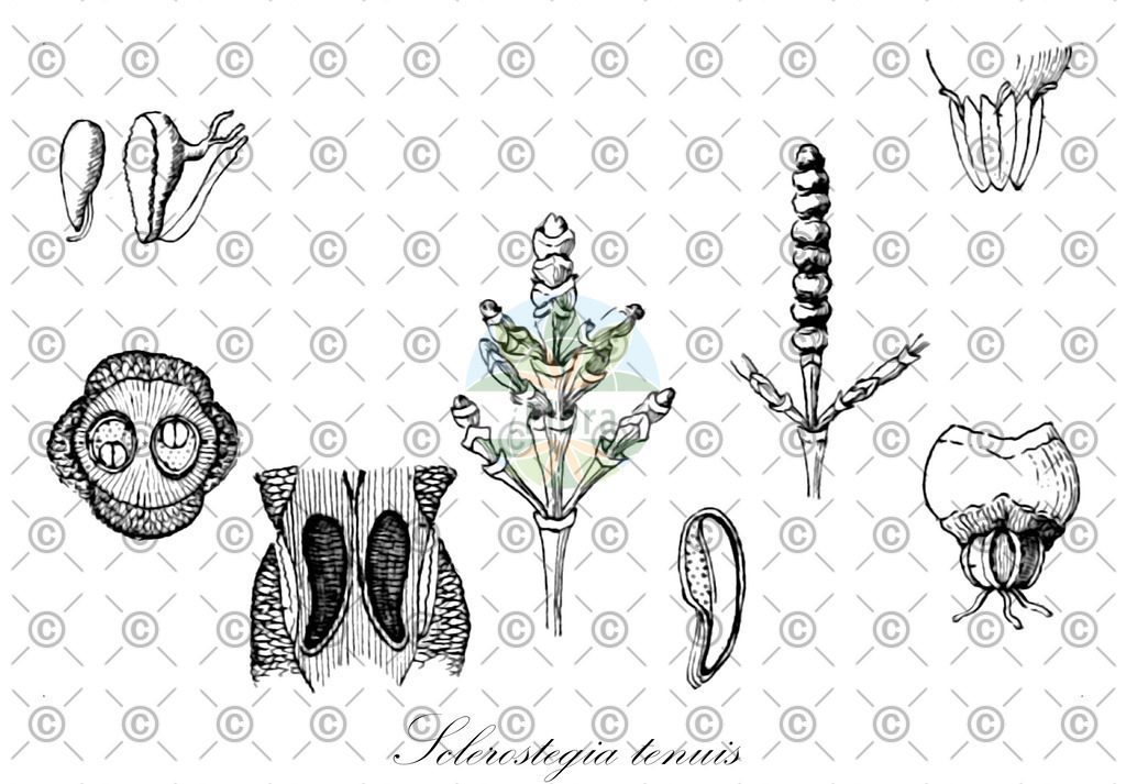 HistAbb_wfo-0000740470_1_ENZY_Simple | Historische Abbildung von Sclerostegia tenuis - Amaranthaceae | Historical Illustration of Sclerostegia tenuis - Amaranthaceae