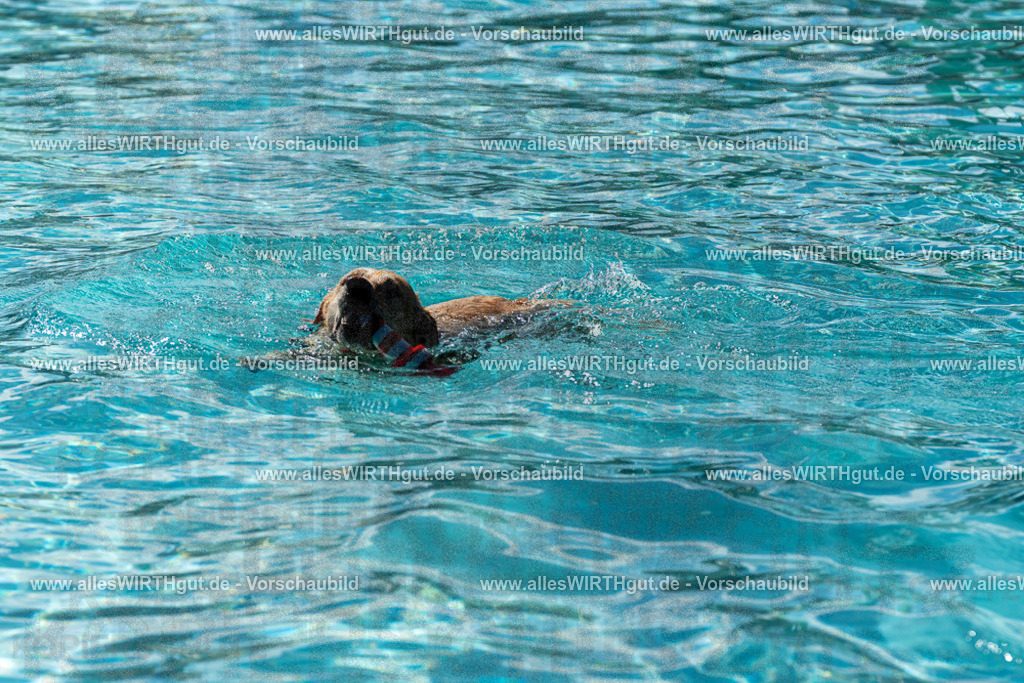 Hundeschwimmen_Volksbad_2026-allesWIRTHgut_Tierfotografie-2609061422-FAY06946 | Professionelle Tierfotografie in Mönchengladbach von Daniel Wirth (allesWIRTHgut). Liebevolle & natürliche Bilder von Hunden & Katzen für unvergessliche Erinnerungen.