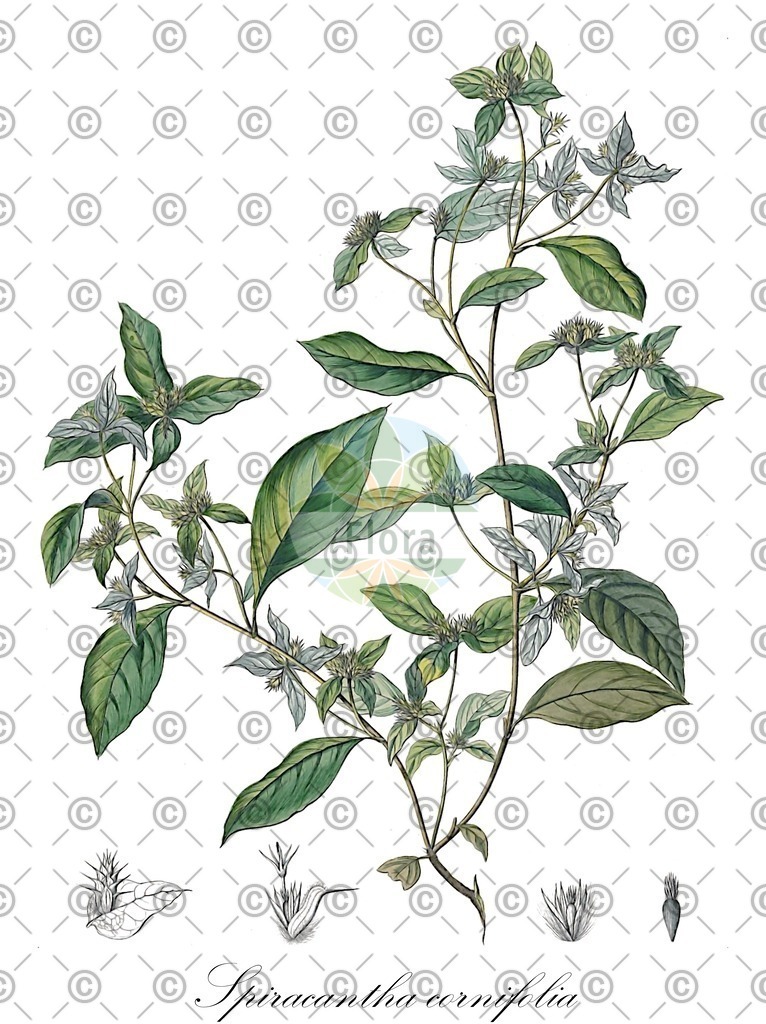 HistAbb_wfo-0000494043_1_ENZY_Simple | Historische Abbildung von Spiracantha cornifolia - Asteraceae | Historical Illustration of Spiracantha cornifolia - Asteraceae