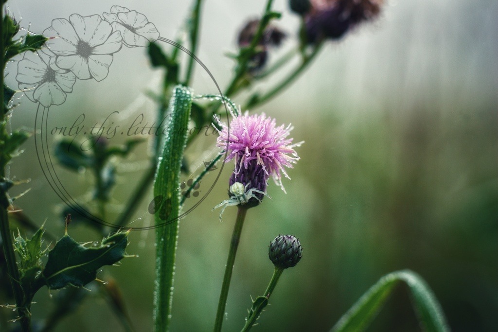 IMG_7445-01 | only.this.little.world - Realisiert mit Pictrs.com