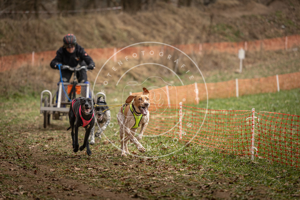 Pfotenfotografie_DV3A8263 | Hundefotografie, Tierfotograf, Pfotenfotografie, Fotoshooting Hund, Hunde Portrait, Hundesport, Hundeportraits, Heideshooting, Hunde, Sportfotograf, Hundefotograf, Turnierhundsport, THS,  - Realisiert mit Pictrs.com