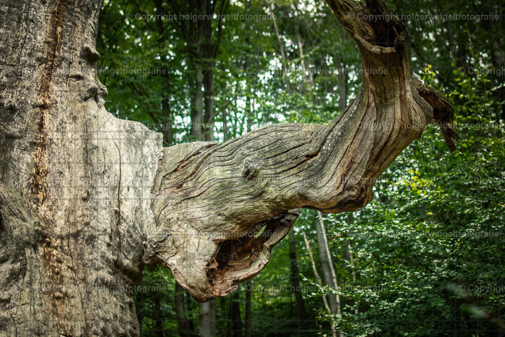 Der Elefant II | Kaufen sie online außergewöhnliche Fotografien auf Leinwand Acrylglas Fotoprint Aludibond von holgerweigeltfotografie - Realisiert mit Pictrs.com