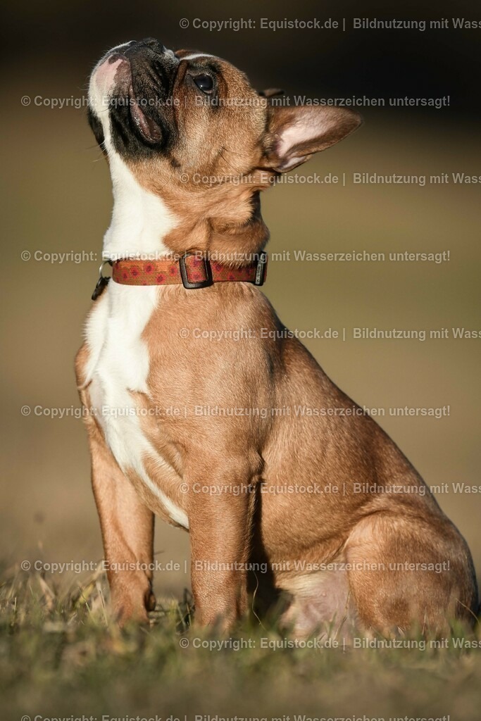 20190217_Hund_0040 | Foto: Thomas Hartig