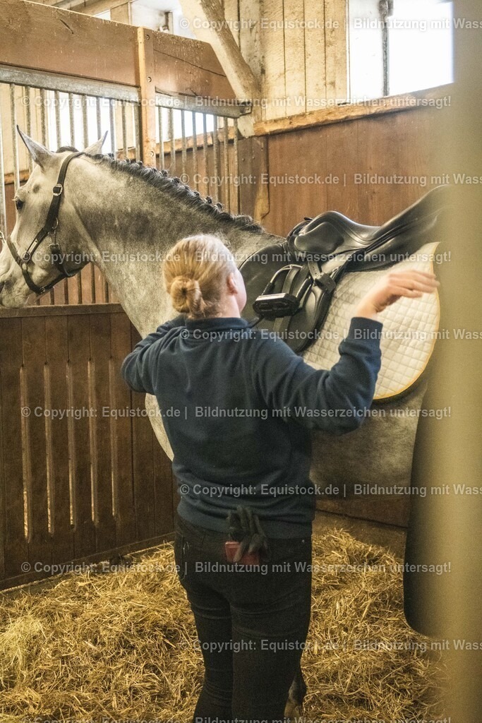 20240302_Hengstvorstellung_Marbach_TOMsPiC_0030 | equistock