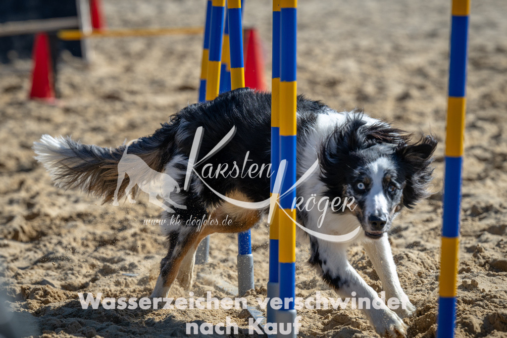 1259_ZZ93986-2 | kk-dogfotos