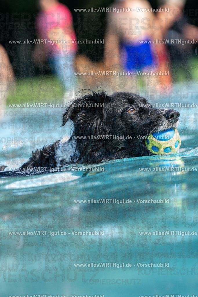Hundeschwimmen_Volksbad_2026-allesWIRTHgut_Tierfotografie-2609061221-FAY06463 | Professionelle Tierfotografie in Mönchengladbach von Daniel Wirth (allesWIRTHgut). Liebevolle & natürliche Bilder von Hunden & Katzen für unvergessliche Erinnerungen.