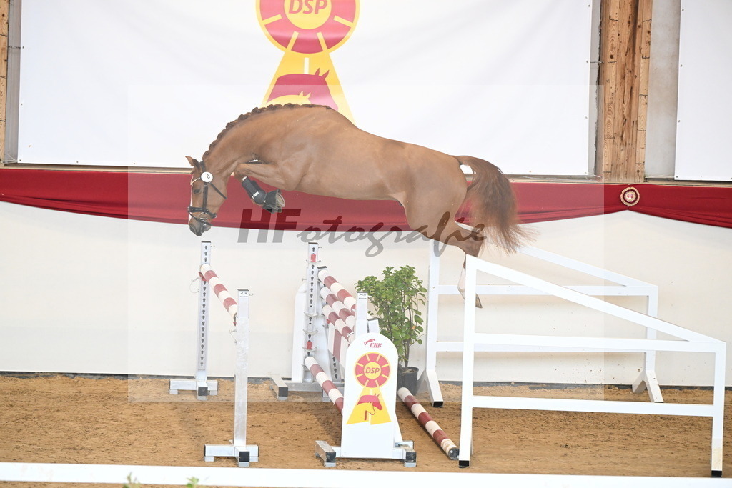 Kat.-Nr. 1 v. Balou du Rouet_Kastner-Schöpe_2250965 | hf-fotografie - Realizzato con Pictrs.com
