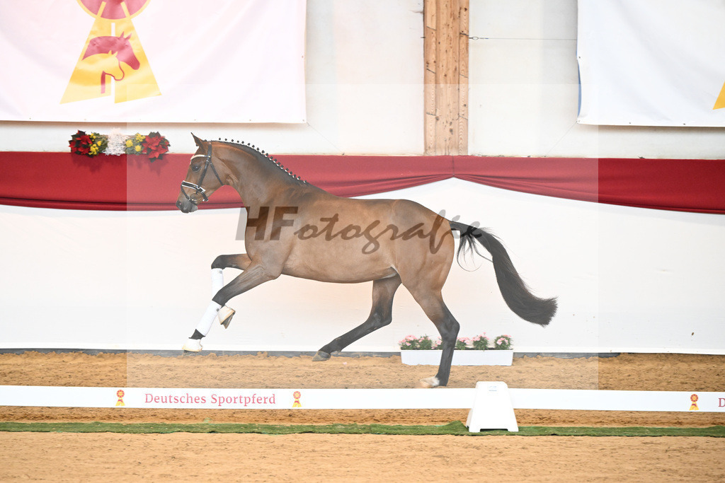 Kat-Nr. 32 Galaxy x Sungold_Lehner_43230449 | hf-fotografie - Realisiert mit Pictrs.com