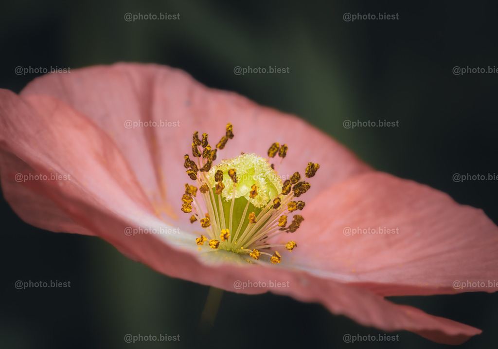 Pink Mohn | Eine Blüte des rosafarbenen Mohns. - Realisiert mit Pictrs.com