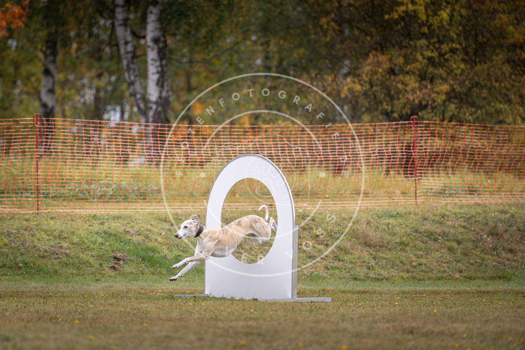 Pfotenfotografie_DV3A1364 | Hundefotografie, Tierfotograf, Pfotenfotografie, Fotoshooting Hund, Hunde Portrait, Hundesport, Hundeportraits, Heideshooting, Hunde, Sportfotograf, Hundefotograf, Turnierhundsport, THS,  - Realisiert mit Pictrs.com