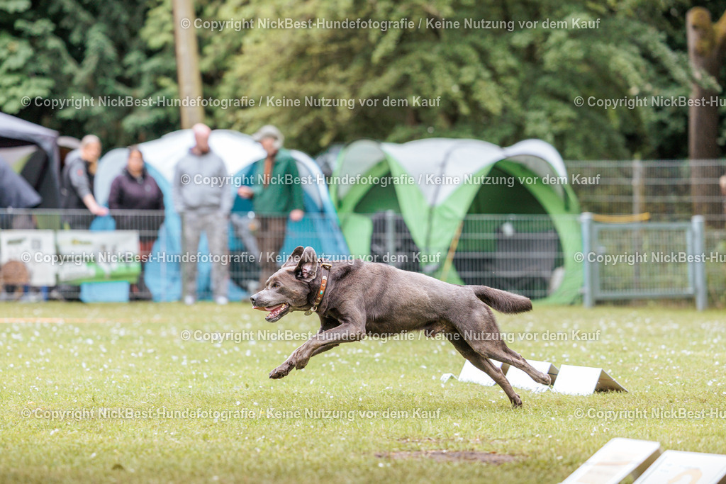 RO-Blumenthal-2026-Nickbest-Hundefotografie-3019 | Dein Hund! Dein Moment! Deine Erinnerungen! Hundefotografie in Bremen Blumenthal. Ich fange die besonderen Momente deines Vierbeiners ein – ob Indoor mit Blitzanlage oder in der freien Natur. Sicher dir dein Moment und dein Termin für eure Erinnerungen.