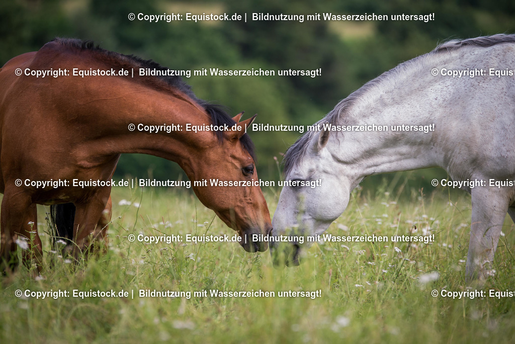 20160628_Hengste_beschnuppern_sich_0001 | Foto: Thomas Hartig