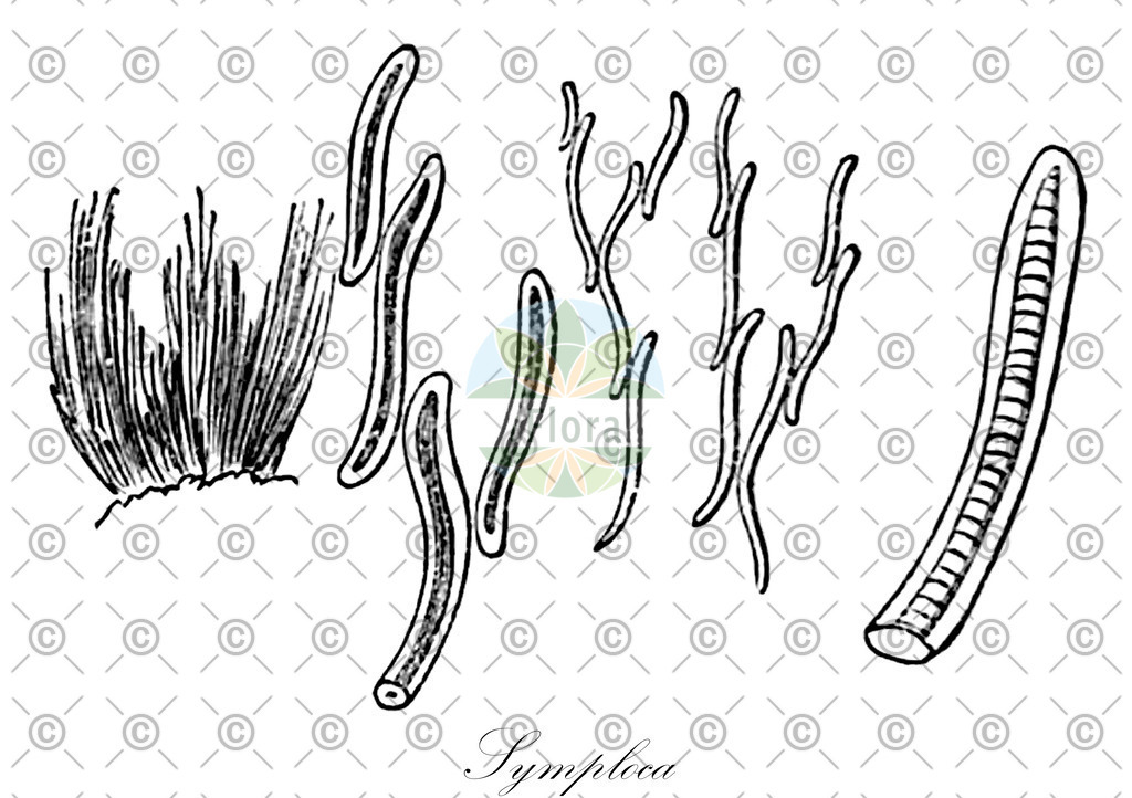 HistAbb_wfo-0001141713_1_ENZY_Simple | Historische Abbildung von Symploca - Oscillatoriaceae (0) | Historical Illustration of Symploca - Oscillatoriaceae (0)
