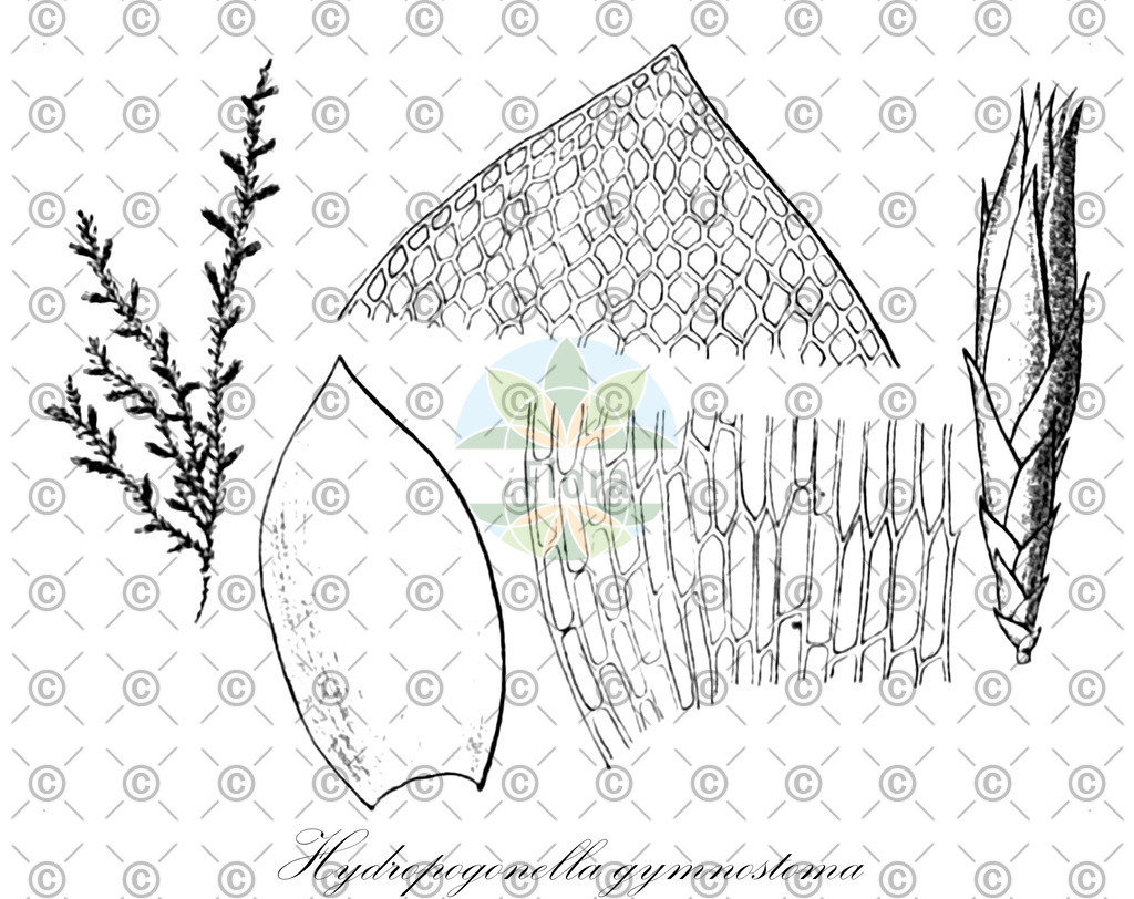 HistAbb_7P6LQ_2_ENZY_Simple | Historische Abbildung von Hydropogonella gymnostoma - Hydropogonellaceae | Historical Illustration of Hydropogonella gymnostoma - Hydropogonellaceae