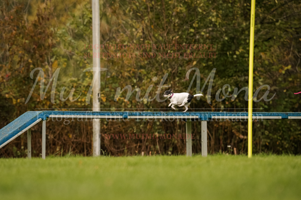 20251005_THS_Turnier-612 | MuT (Mensch und Tier) mit Mona - Fotografie und Tierkommunikation - Realisiert mit Pictrs.com