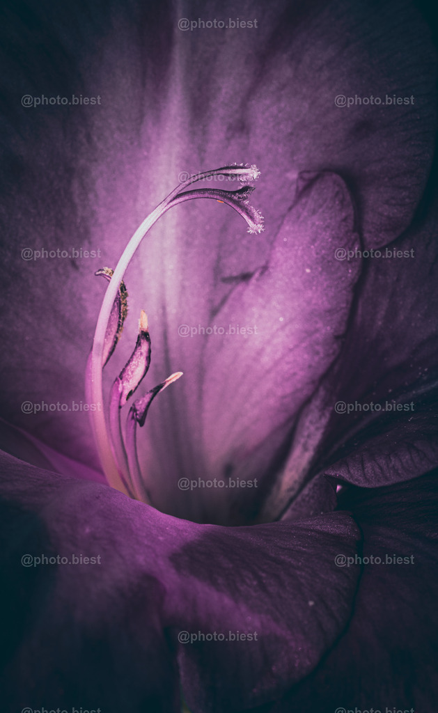 Gladioleneleganz | Nahaufnahme einer Gladiolenblüte. - Realisiert mit Pictrs.com