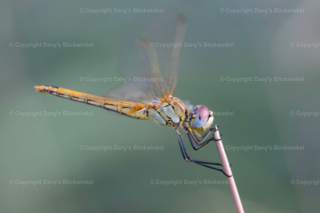 201910 | Tierfotografie, Tierkalender, Tierbilder, Insekten, Spinnen, Vögel, Schmetterling, Libellen, Leinwand, Colorkey, Qualität, Geschenkartikel, Geschenk - Realisiert mit Pictrs.com