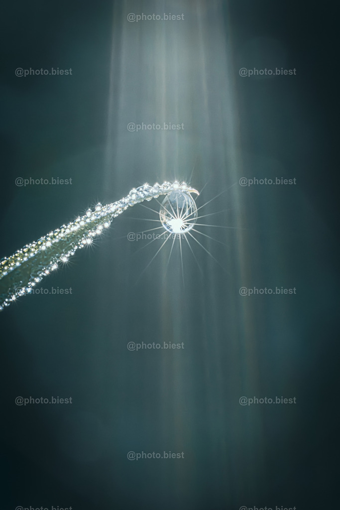 Tiefeseeperle | Ein Grashalm mit Tautropfen. Von oben scheint die Sonne genau auf den Tropfen und erzeugt den Schein und Blendenstern. - Realisiert mit Pictrs.com