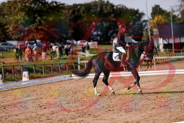 2026_10_03_Siefer-Hof_121557_Z81_17983939 | Professionelle Reitsport-, Turnier- und Eventfotografie von Robert Broda. Galerien mit ausgewählten und bearbeiteten Bildern direkt online ansehen und bestellen.