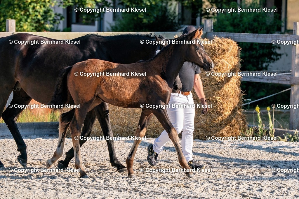 2A905549 | foto-team-bernhard - Realisiert mit Pictrs.com