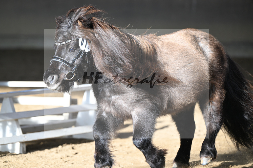 Kat-Nr. 13 Tassilo vom Radebachtal v. MLs Tamino_Gossing_49250593 | hf-fotografie - Realisiert mit Pictrs.com