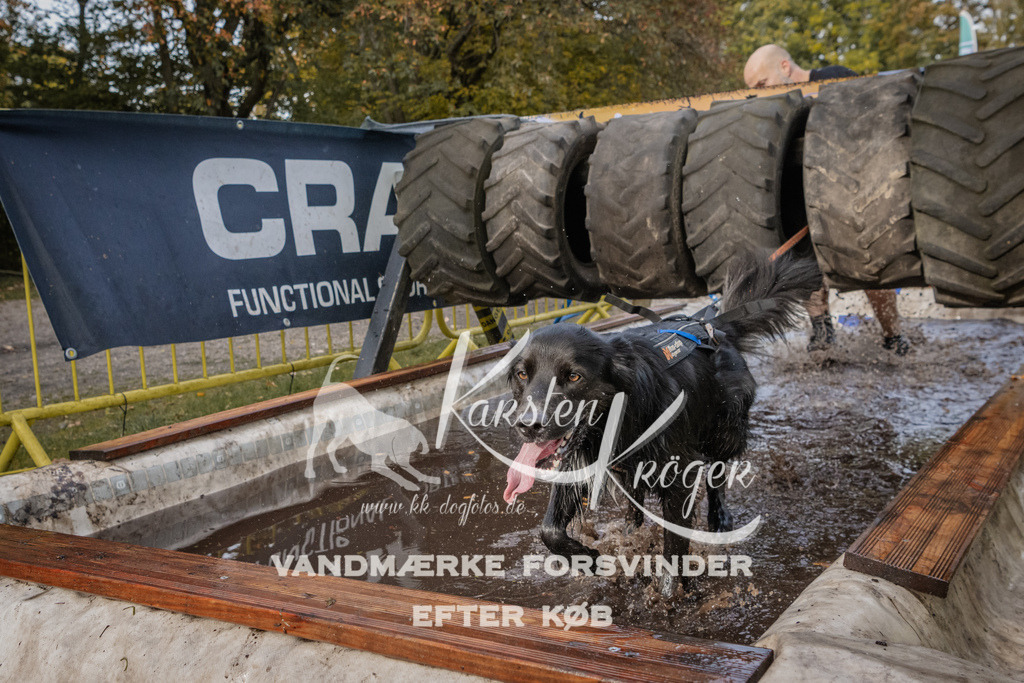 1439_ZZ94703 | kk-dogfotos