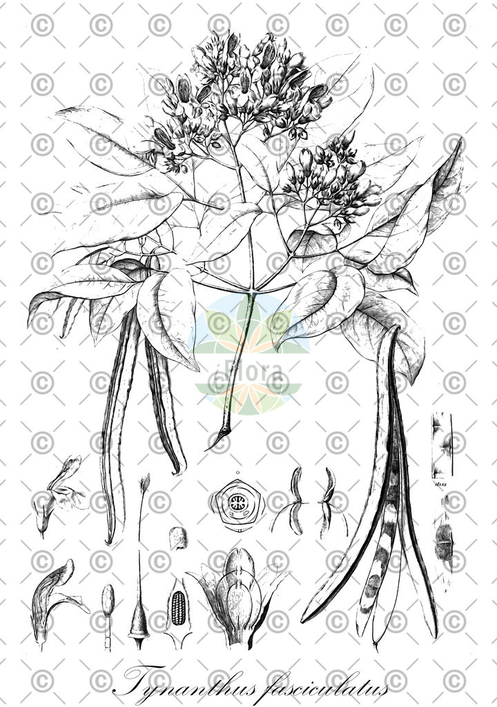 HistAbb_EMP_130754_1_SIMPLE | Historische Abbildung von Tynanthus fasciculatus - Bignoniaceae | Historical Illustration of Tynanthus fasciculatus - Bignoniaceae