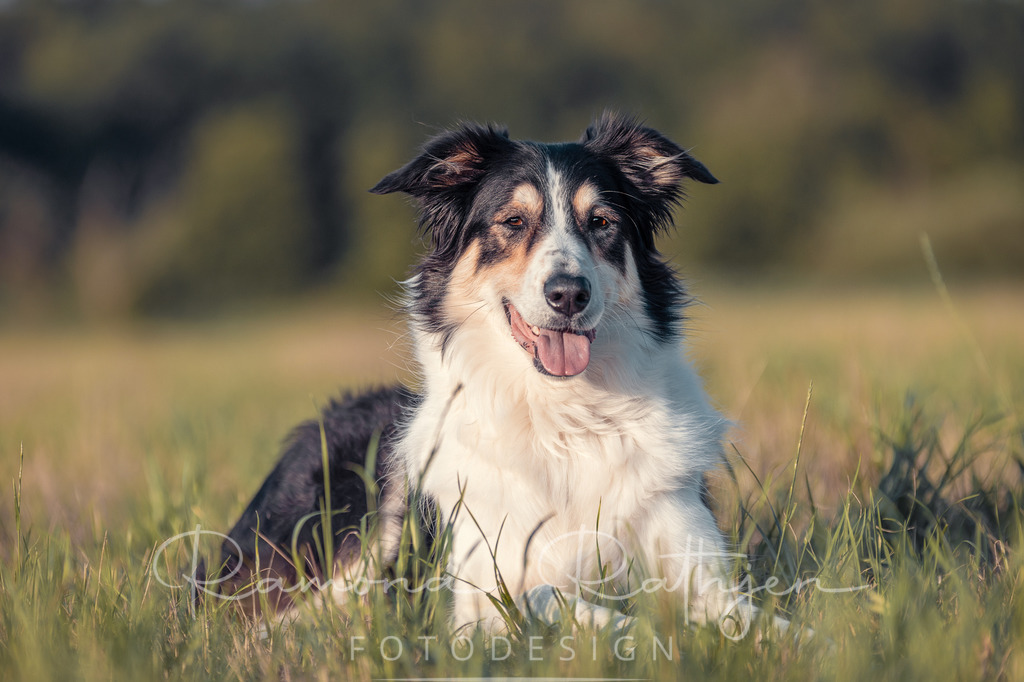 Fotografie_07_Monat06_Ramona-Rathjen | Malin & Cora - Eine wunderbare Mensch / Hund Beziehung - Realisiert mit Pictrs.com