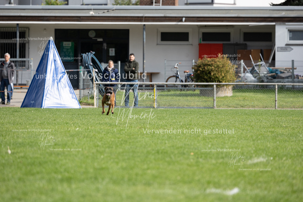 _16A7006 | Einzigartige Fotos von Hunden & Menschen –Actionfotos, Portraits, Vereinsaufnahmen & Paarshootings – authentisch, lebendig & mit Herz.