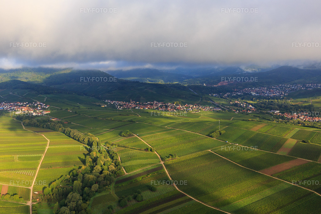 Luftbild: Weinberge zwischen Ranschbach und Siebeldingen im Ortsteil Arzheim in Landau im Bundesland Rheinland-Pfalz in Deutschland. Foto: IMG_103329.jpg vom 10.09.2017 durch Werner Riehm/FLY-FOTO.de
