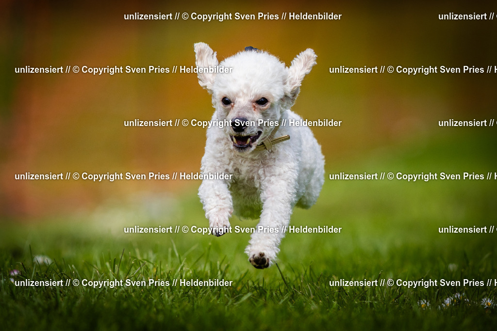 Sven Pries | 2025-04-13 - Hunderennen Baden-Baden - Realisiert mit Pictrs.com