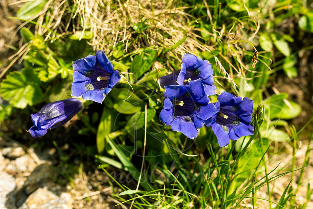 Enzian | Bei Veröffentlichung des Bildes ist eine Namensnennung wie folgt erforderlich: Foto: Mostdirn Irmgard Wieser - Realisiert mit Pictrs.com